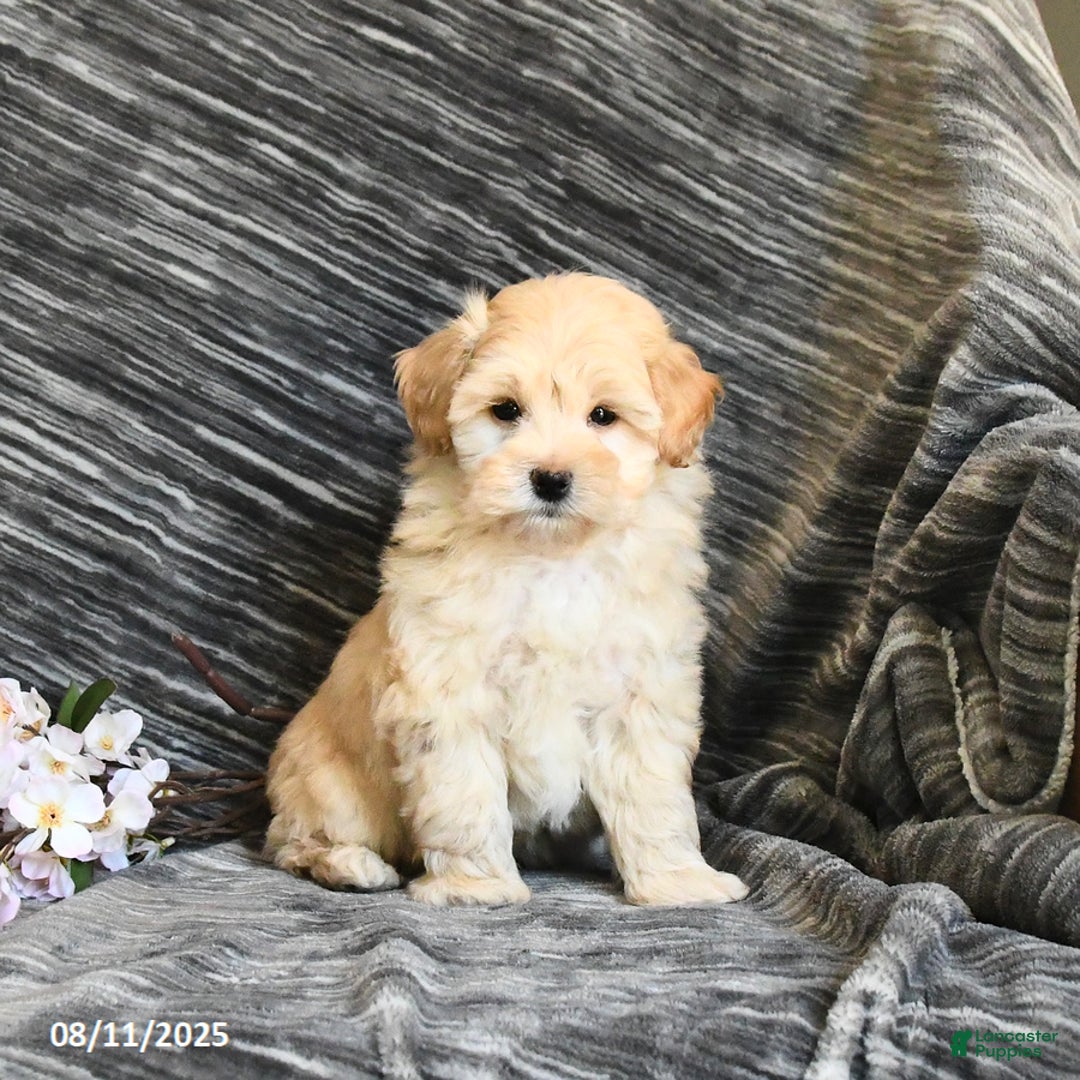 Maltipoo dogs for sale: Tinker - Image 2