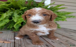Goldendoodle dogs for sale: Blake - Image 1