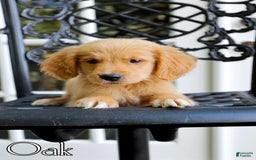 Golden Retriever dogs for sale: Oak - Image 9