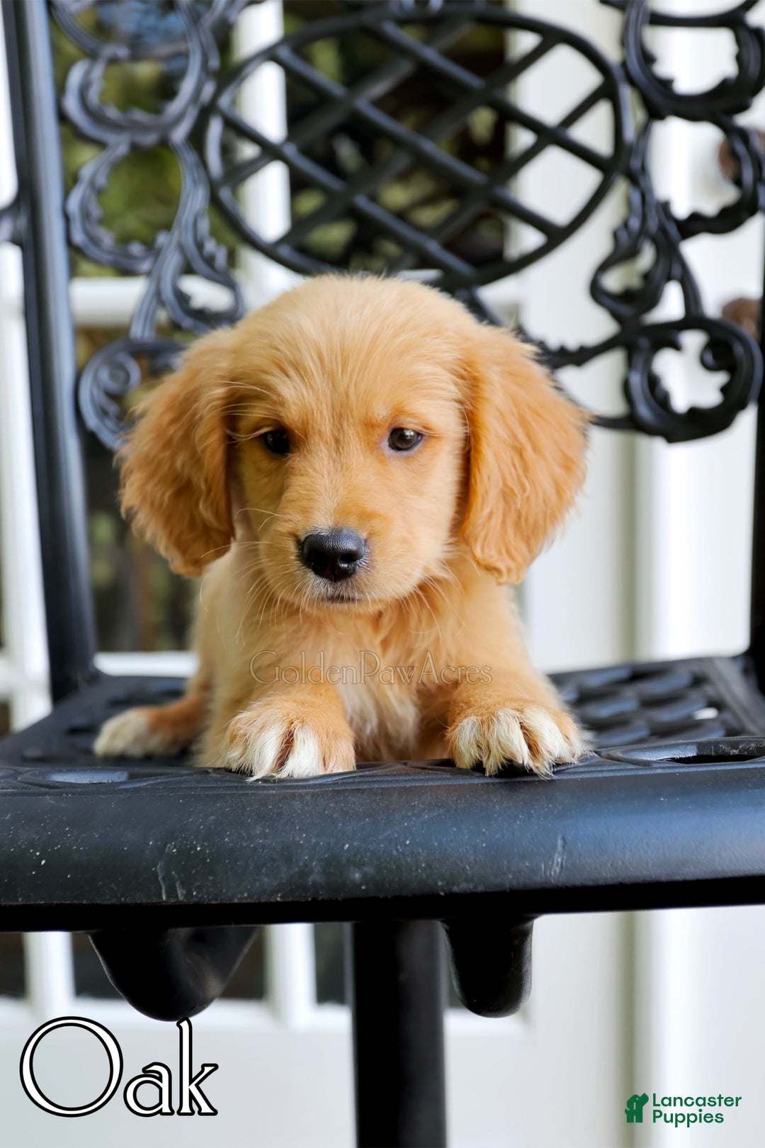 Golden Retriever dogs for sale: Oak - Image 9