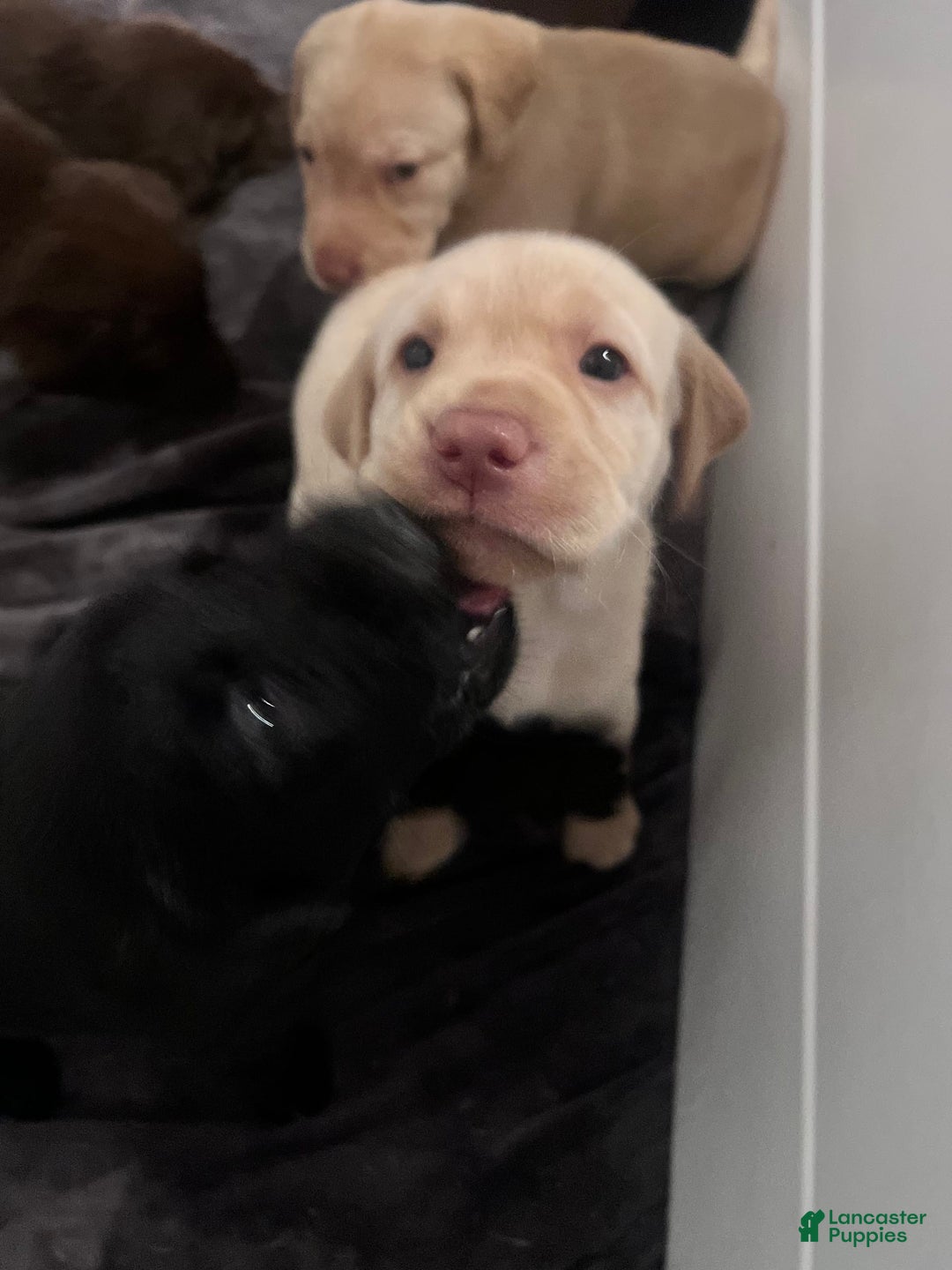 Labrador Retriever dogs for sale: Diva - Image 2