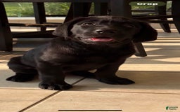 Labrador Retriever dogs for sale: Romeo - Image 1