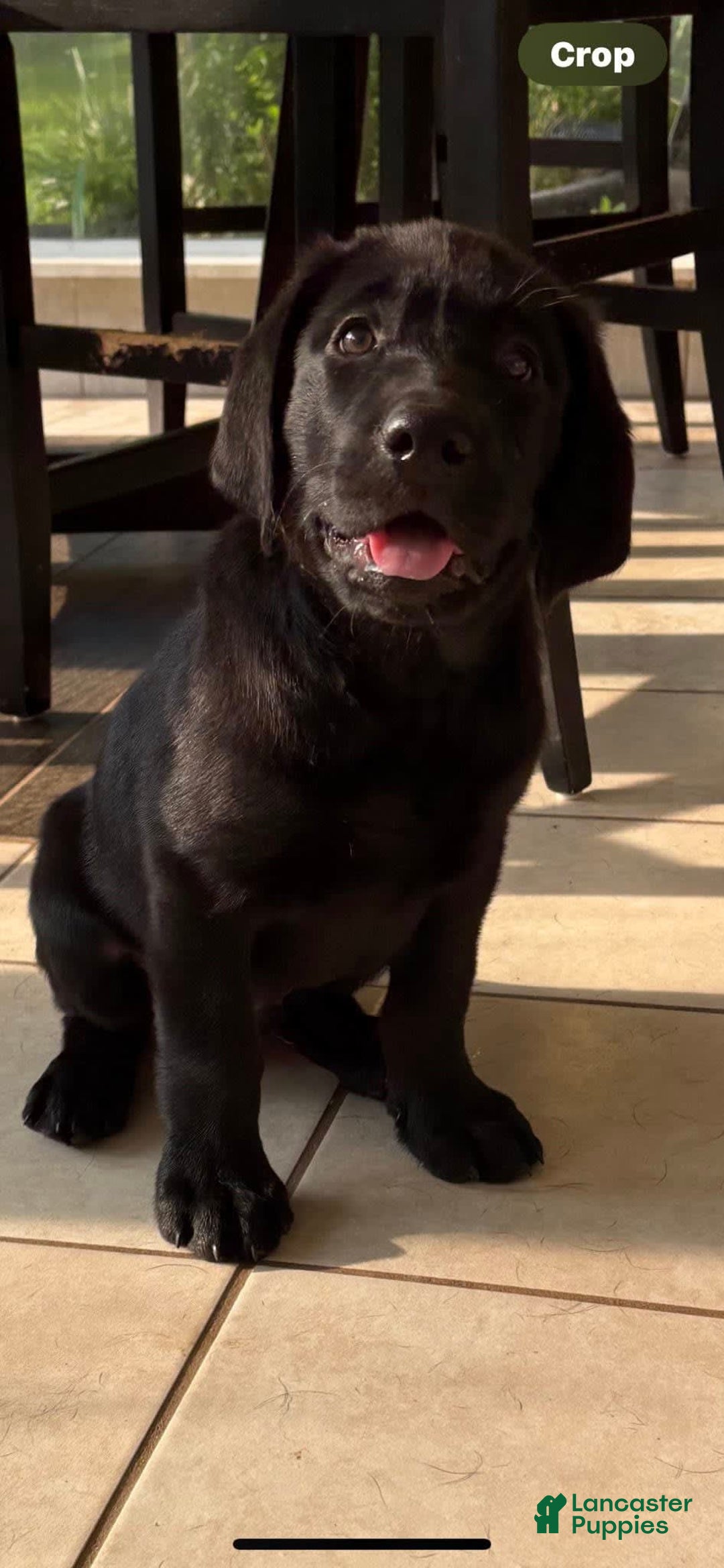 Labrador Retriever dogs for sale: Romeo - Image 1