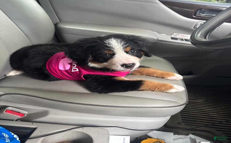Bernese Mountain Dog dogs - Advert 38