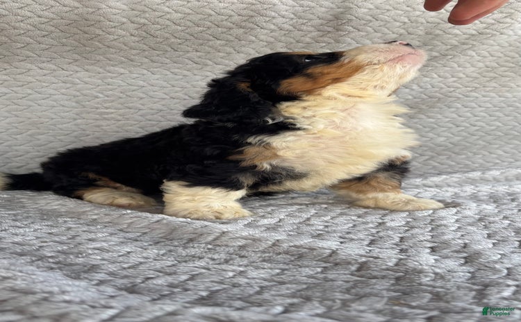Mini Bernedoodle dogs for sale - Ad 1