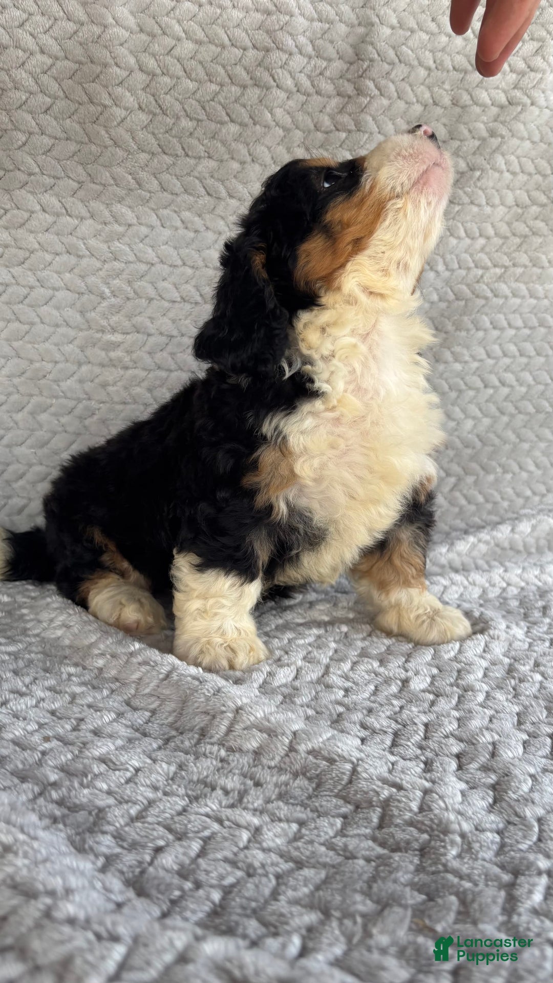 Mini Bernedoodle dogs for sale: Max - Image 1