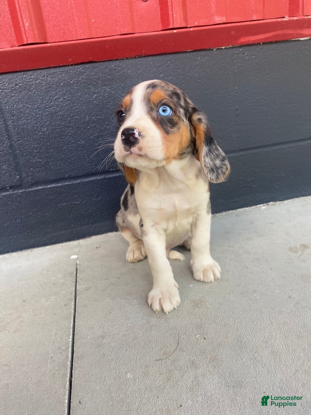 Beaglier dogs for sale: Alec - Image 5