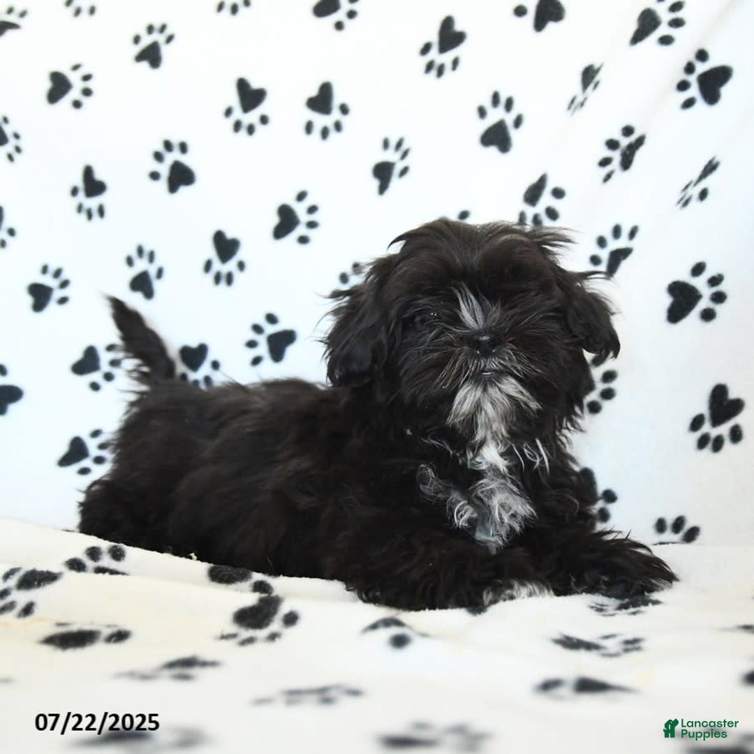 Shih Tzu dogs for sale: Fido - Image 8