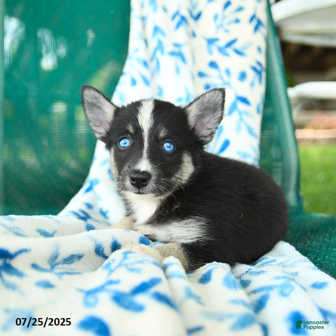 Pomsky dogs for sale: Montgomery - Image 1