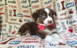 Miniature Australian Shepherd dogs for sale: Nugget - Image 6