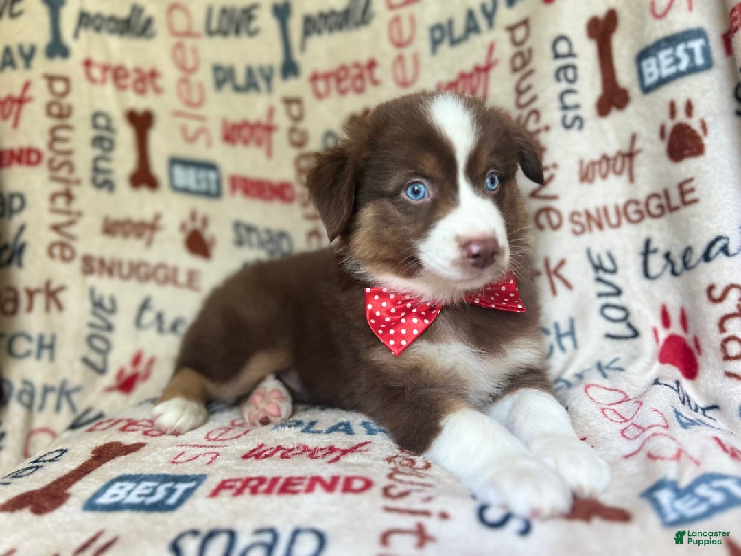 Miniature Australian Shepherd dogs for sale: Nugget - Image 6