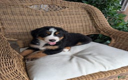 Bernese Mountain Dog dogs for sale: Jake - Image 5