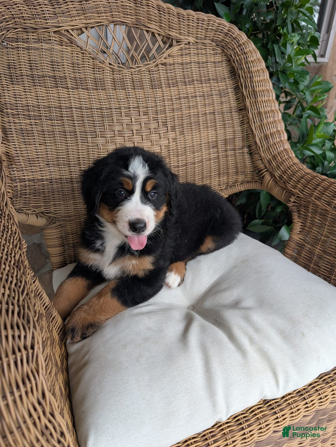 Bernese Mountain Dog dogs for sale: Jake - Image 5