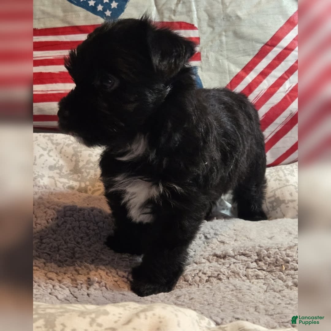Morkie dogs for sale: Ryker - Image 4