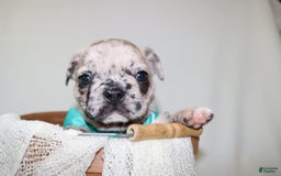 French Bulldog dogs for sale: Loki Akc - Image 18