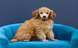 Standard Poodle dogs for sale: Rachel - Image 3