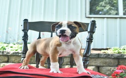 Boxer dogs for sale: Faithful - Image 4
