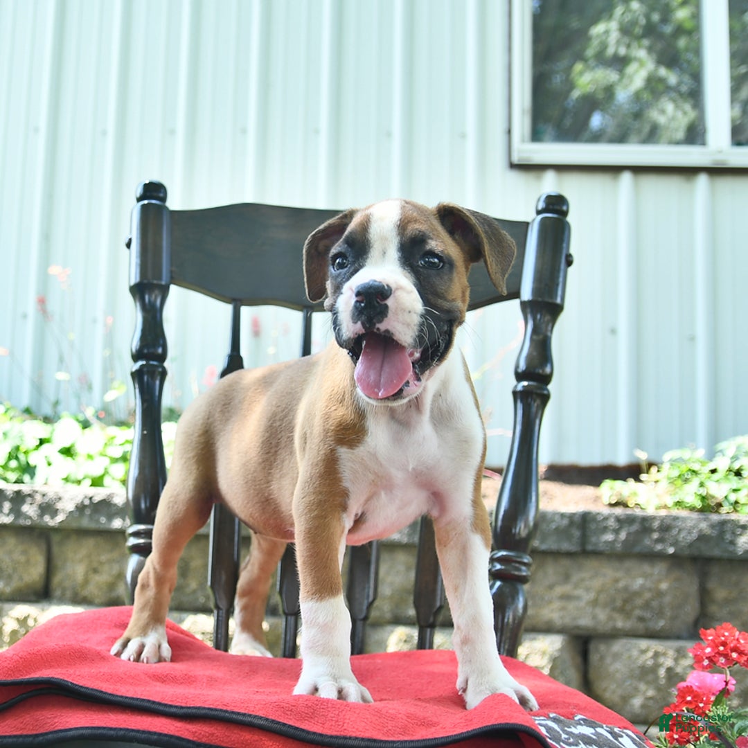 Boxer dogs for sale: Faithful - Image 4
