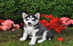 Siberian Husky dogs for sale: Chloe - Image 2