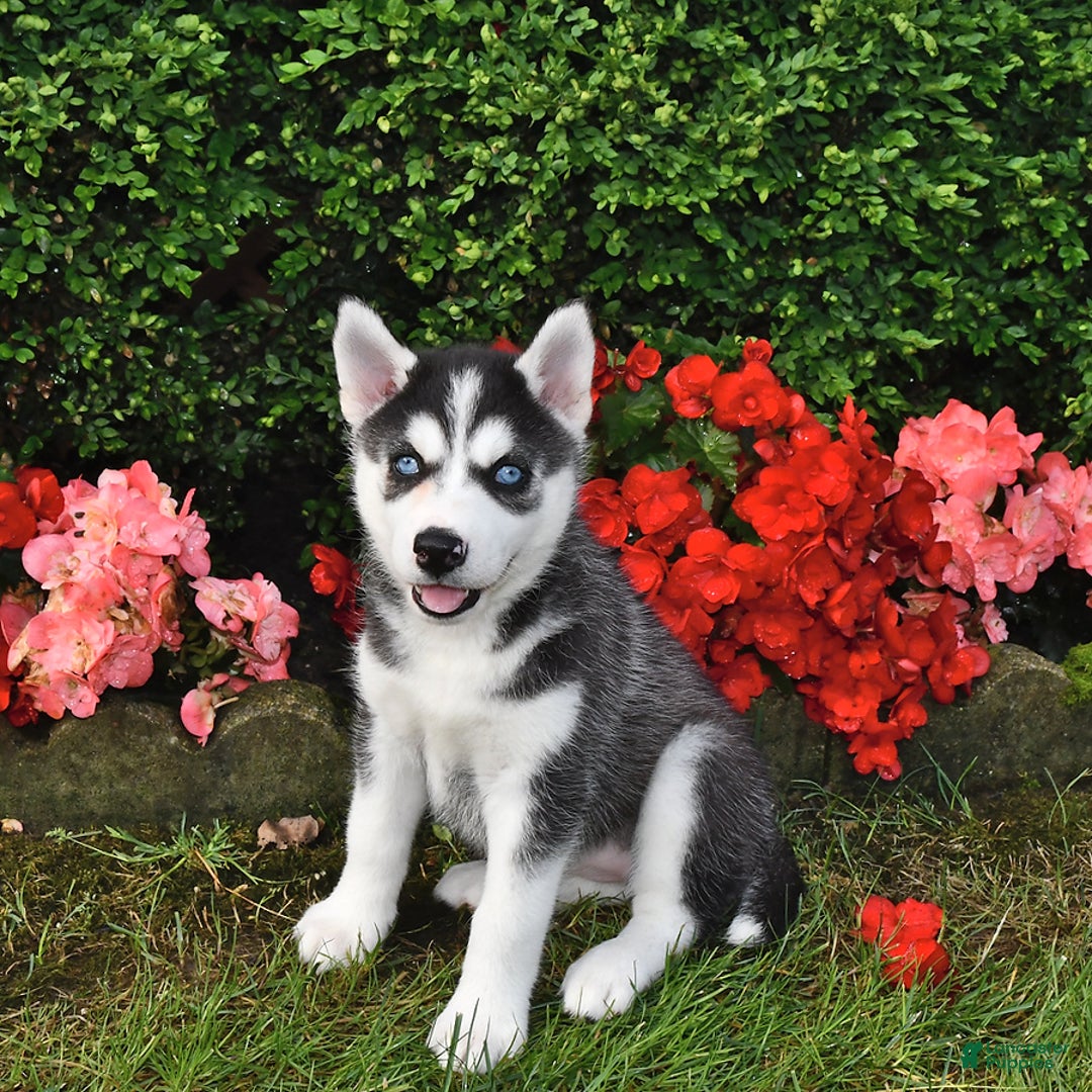 Siberian Husky dogs for sale: Chloe - Image 2