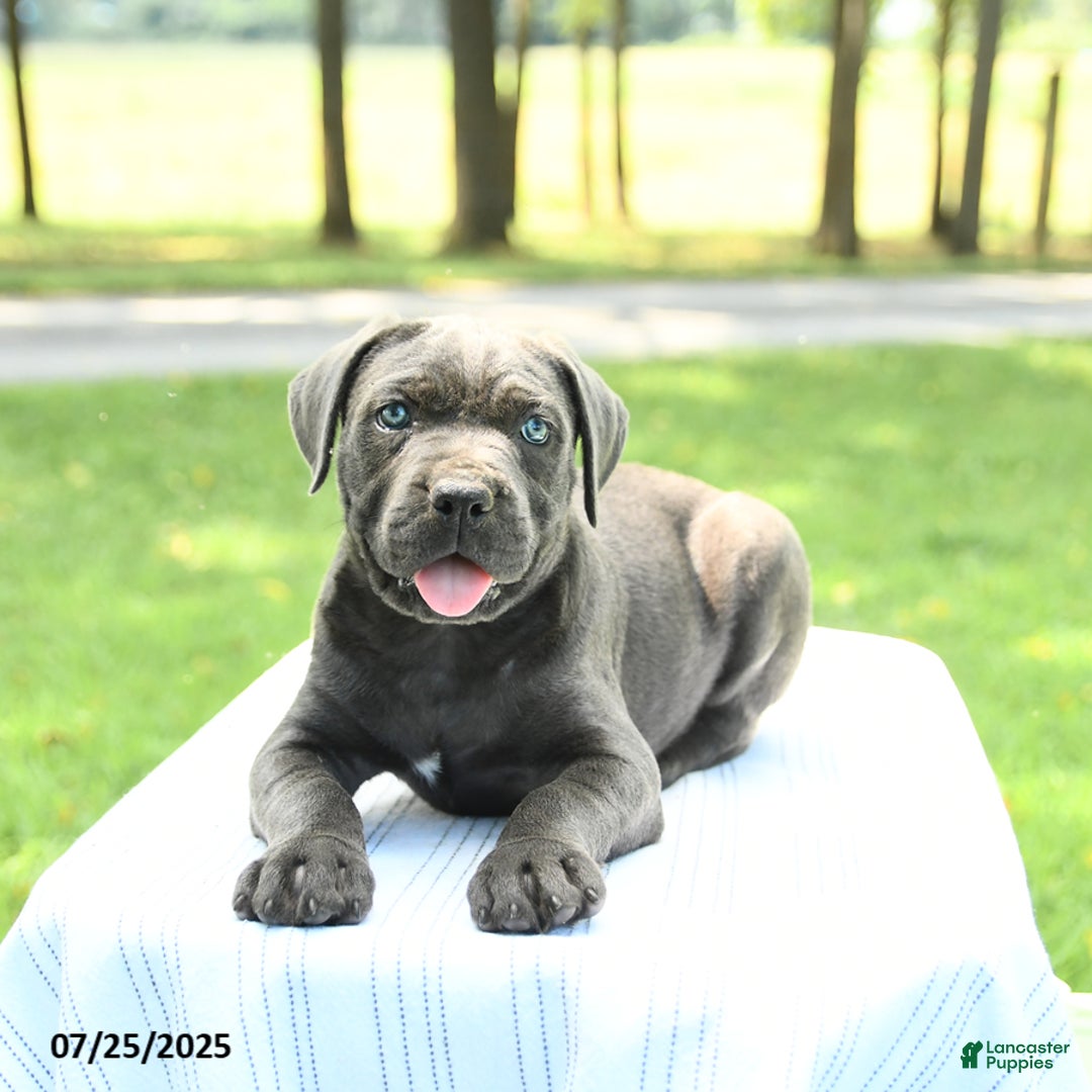 Cane Corso dogs for sale: Skye - Image 4