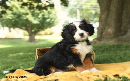 Bernedoodle dogs for sale: Basil - Image 10