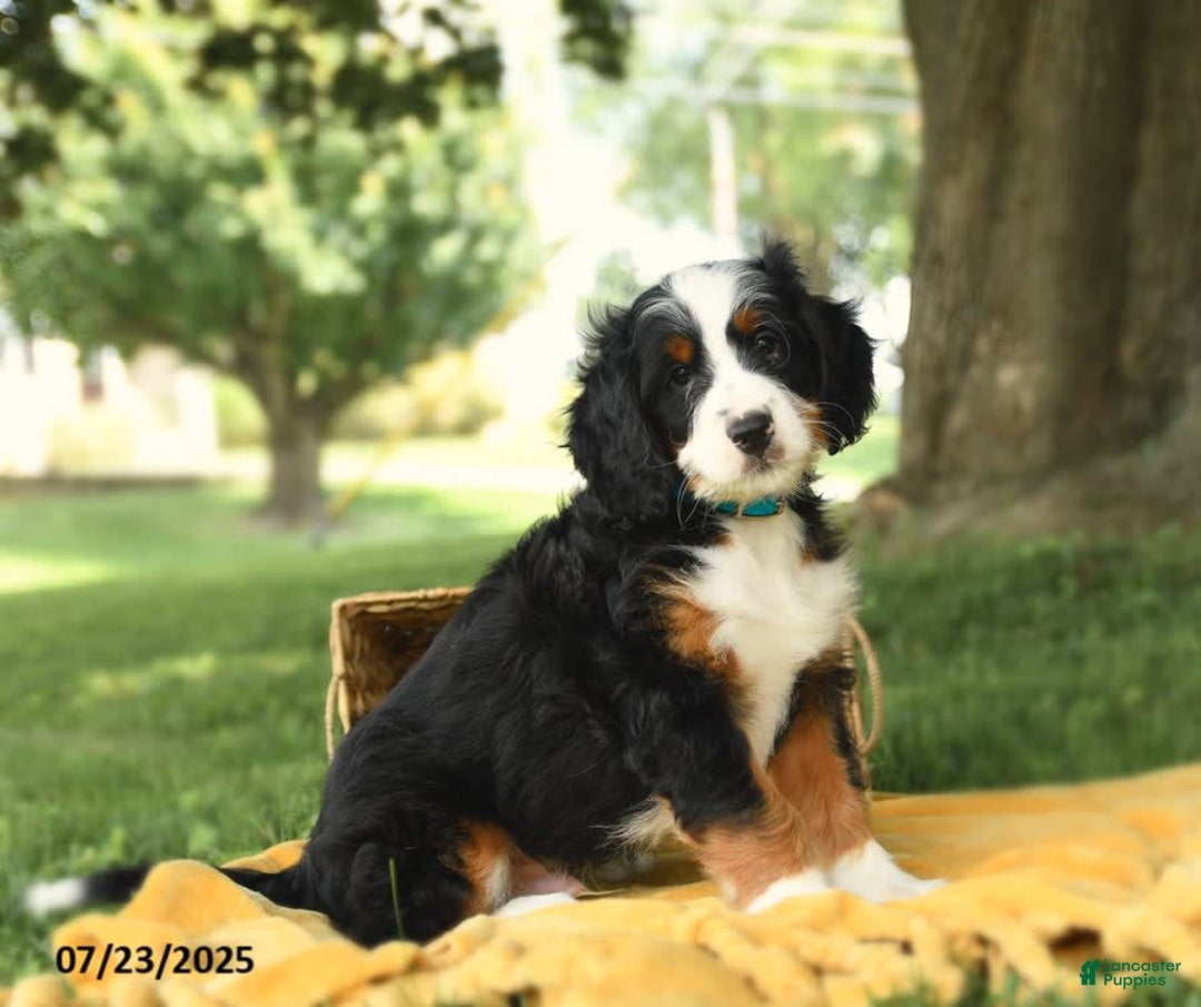 Bernedoodle dogs for sale: Basil - Image 10