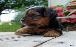 Yorkshire Terrier dogs for sale: Kenya - Image 4