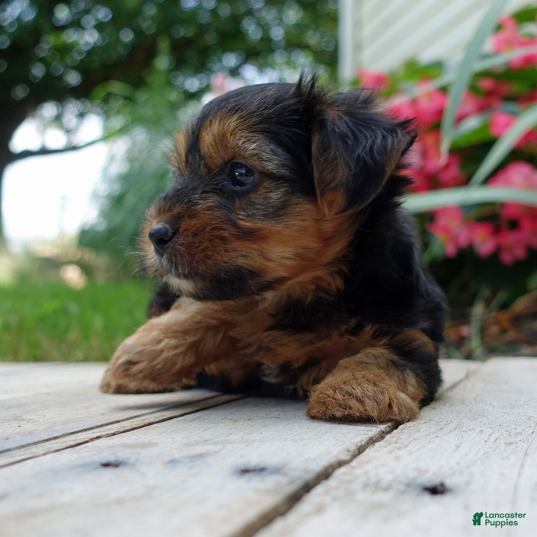 Yorkshire Terrier dogs for sale: Kenya - Image 4