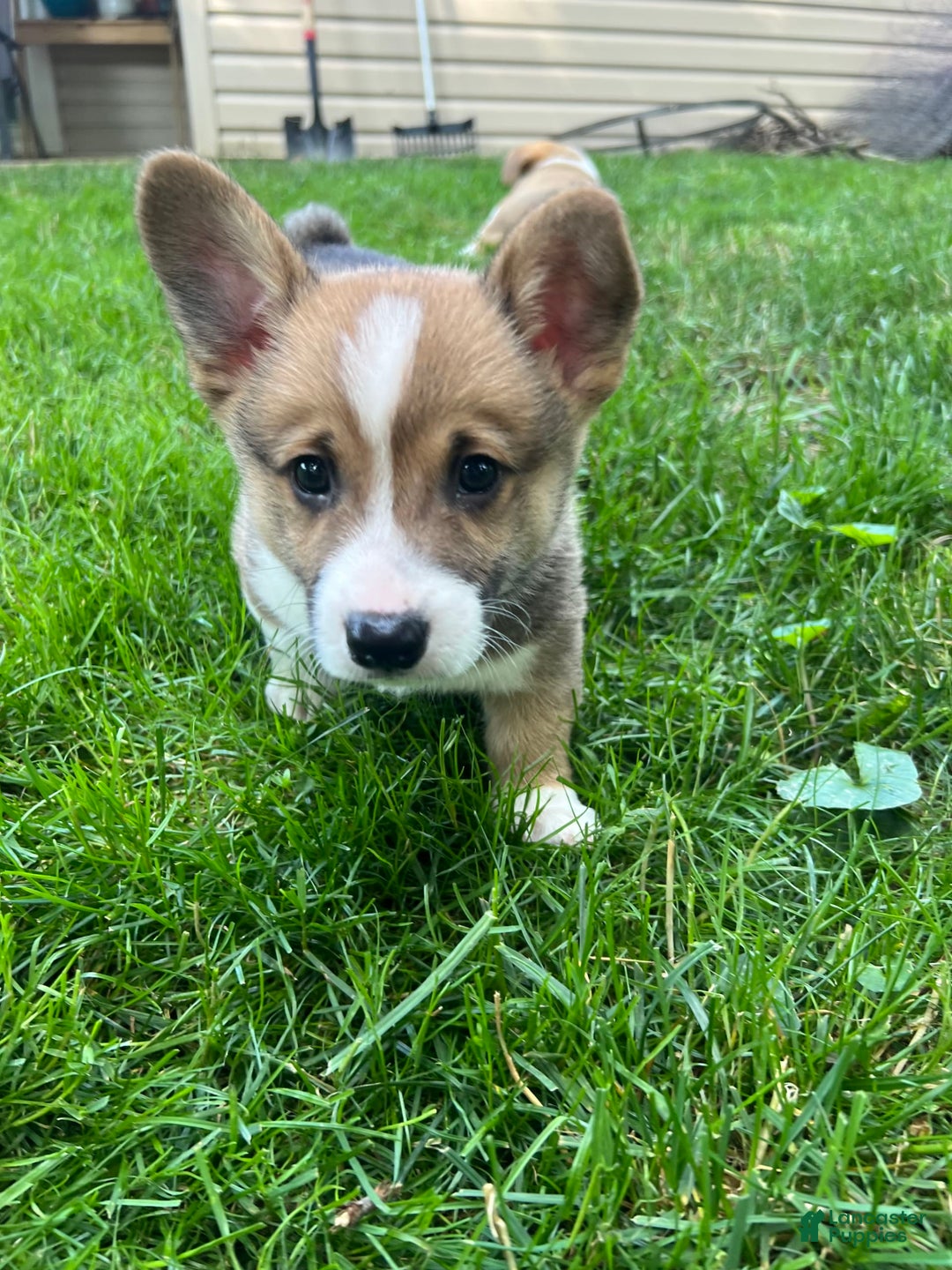 Welsh Corgi Pembroke dogs for sale: Fez - Image 8