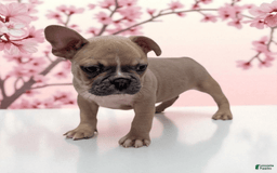 Frenchton dogs for sale: Lilly - Image 4
