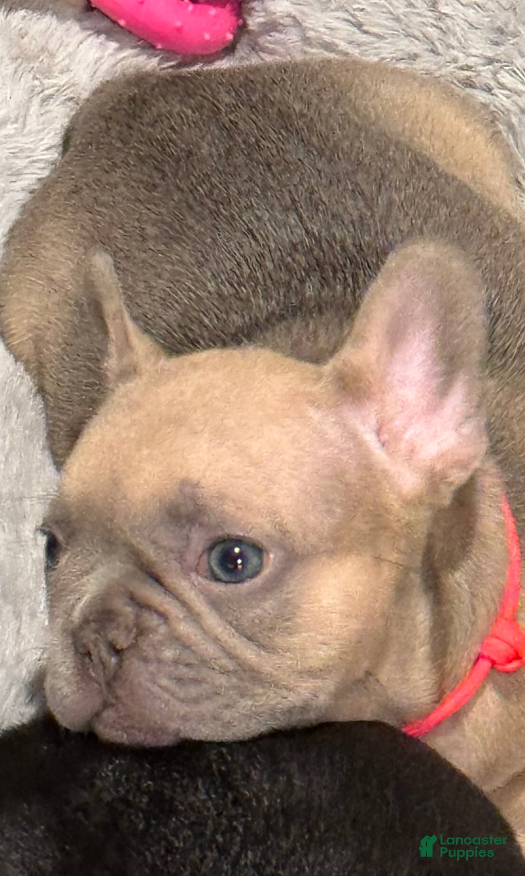 French Bulldog dogs for sale: Blessing - Image 3