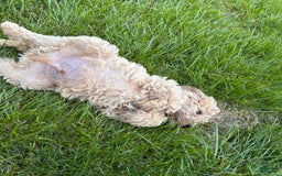 Labradoodle dogs for sale: Ace - Image 2