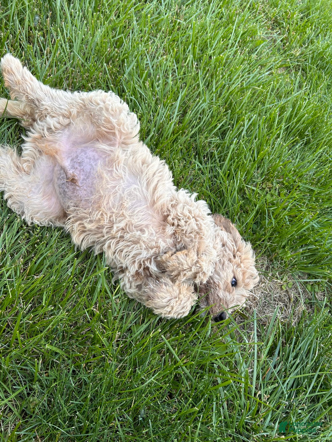 Labradoodle dogs for sale: Ace - Image 2