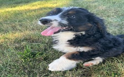 Bernedoodle dogs for sale: Maggie - Image 4