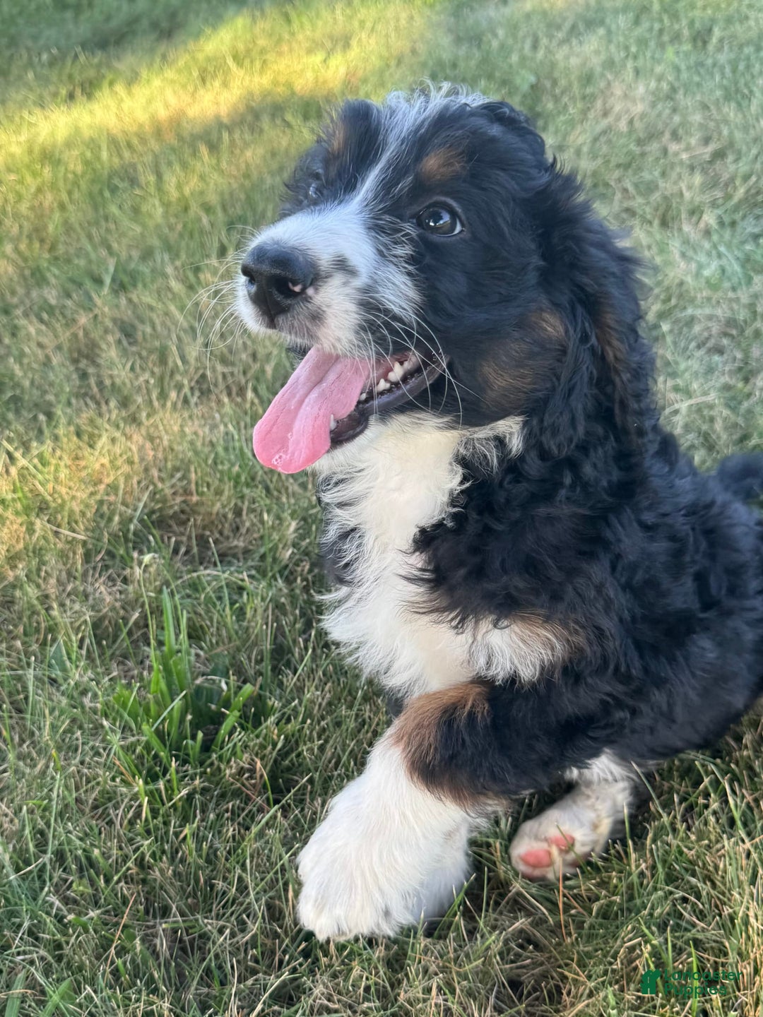 Bernedoodle dogs for sale: Maggie - Image 4
