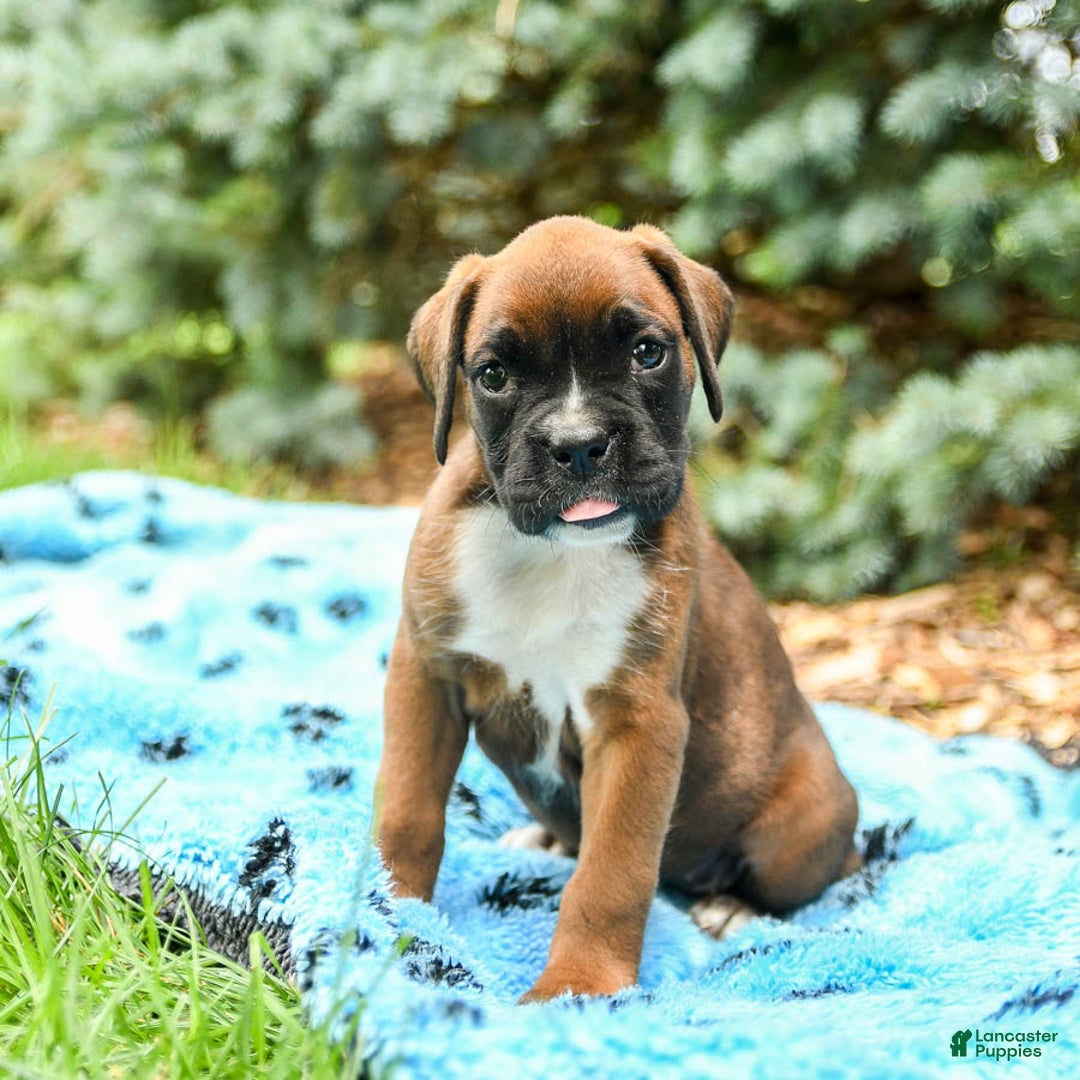 Boxer dogs for sale: Honey - Image 4