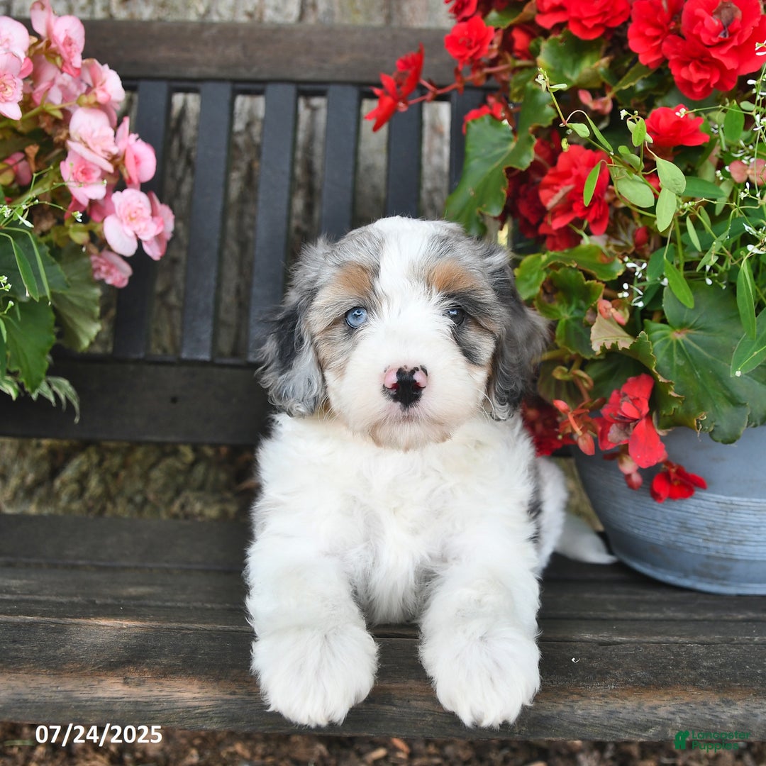 Mini Aussiedoodle dogs for sale: Adison - Image 5