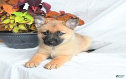 Pomsky dogs for sale: Thea - Image 5