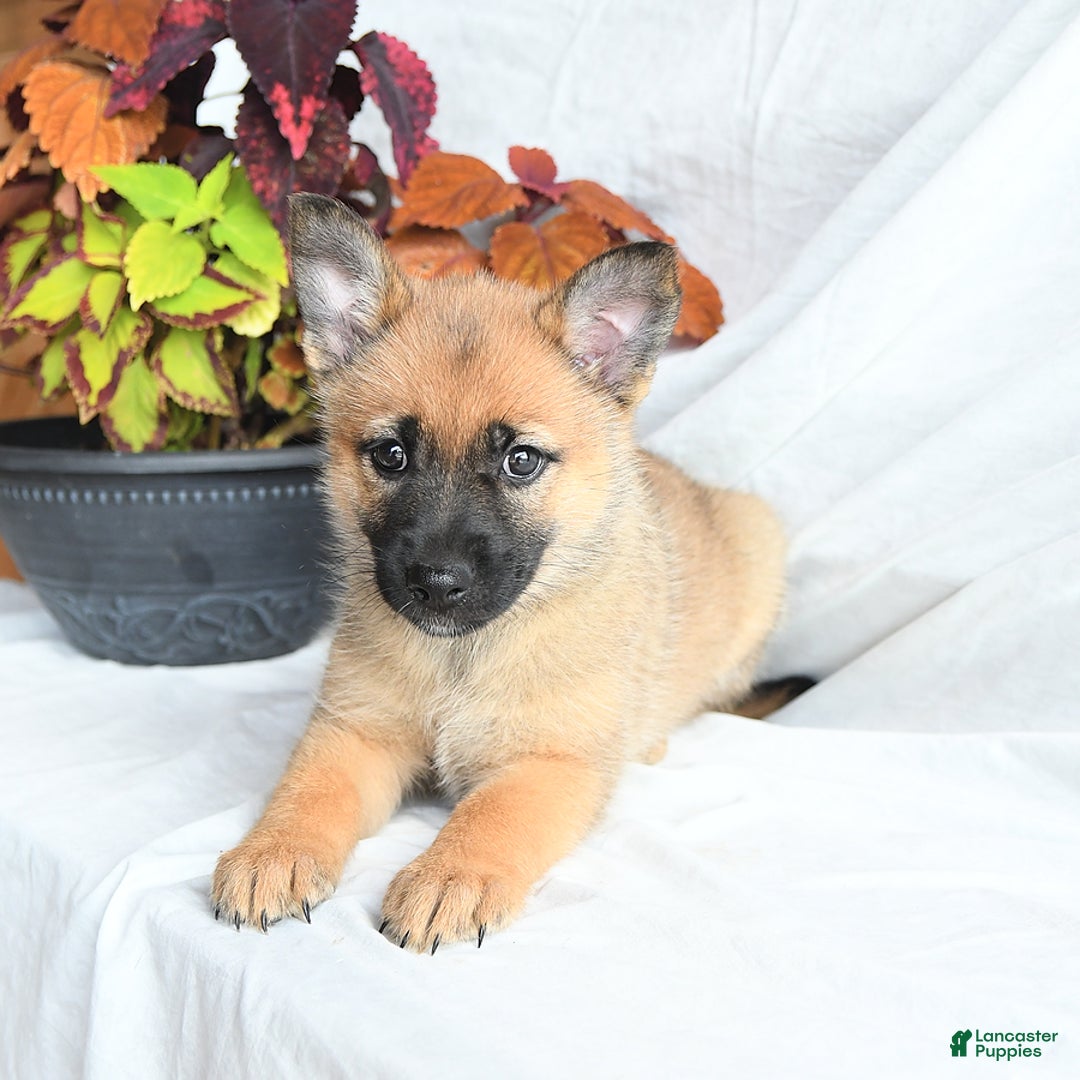 Pomsky dogs for sale: Thea - Image 5