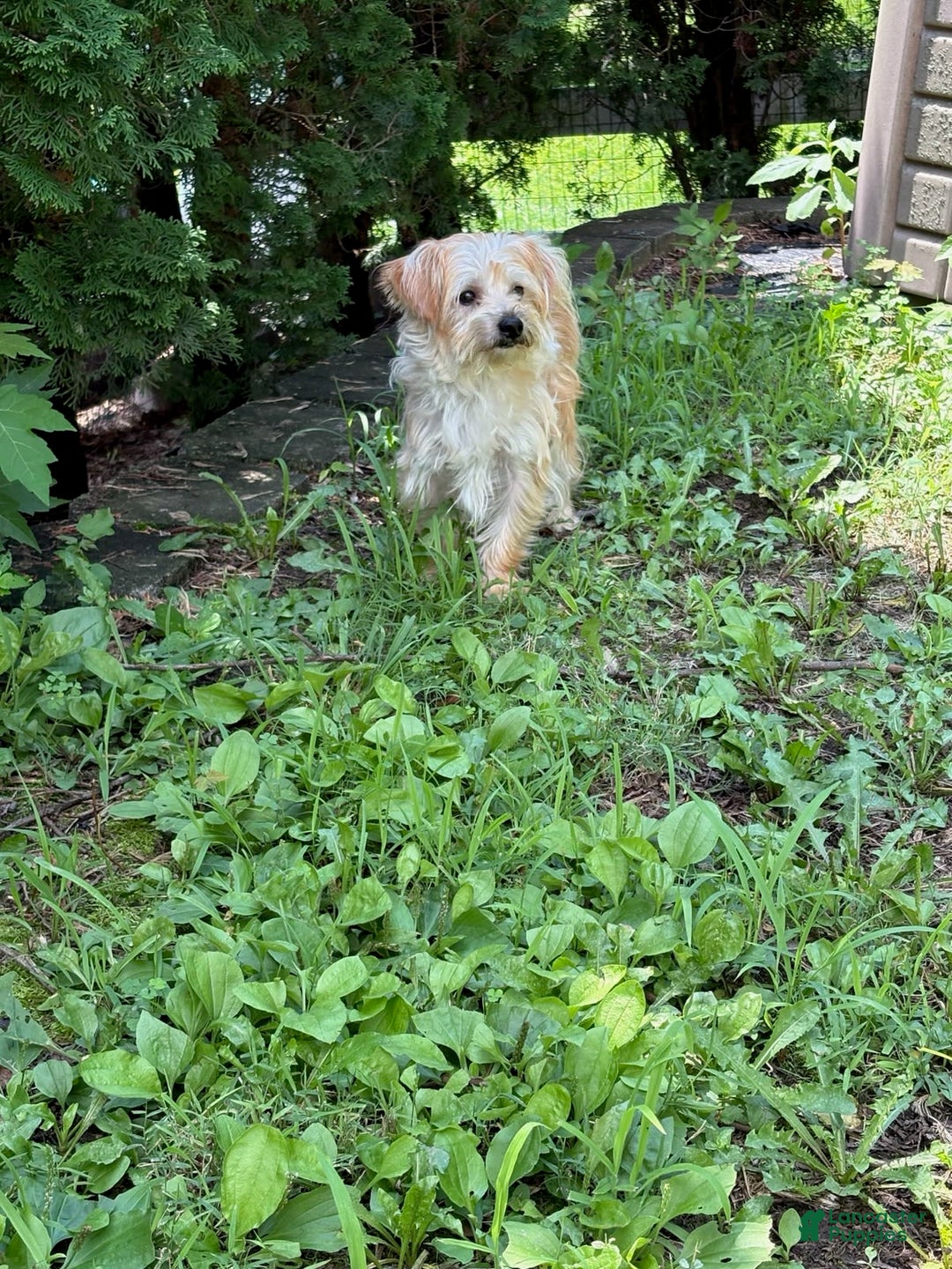 Yochon dogs for sale: Captain - Image 1