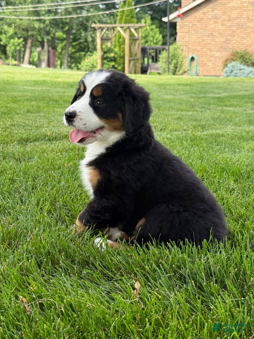 Bernese Mountain Dog dogs for sale: Ivy - Image 1