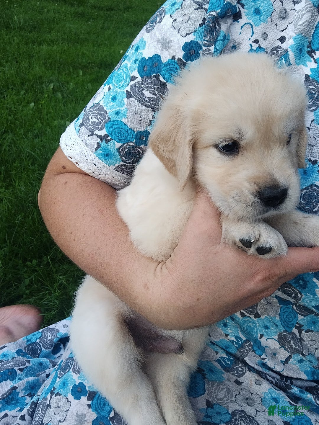 Golden Retriever dogs for sale: Peter - Image 12