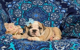 Olde English Bulldogge dogs for sale: Gillian - Image 7