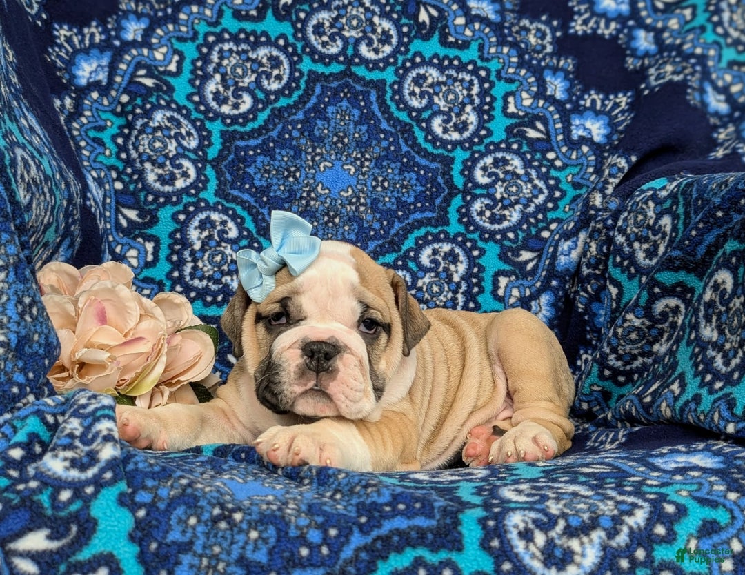 Olde English Bulldogge dogs for sale: Gillian - Image 7