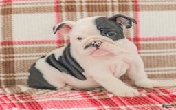 English Bulldog dogs for sale: Max - Image 5