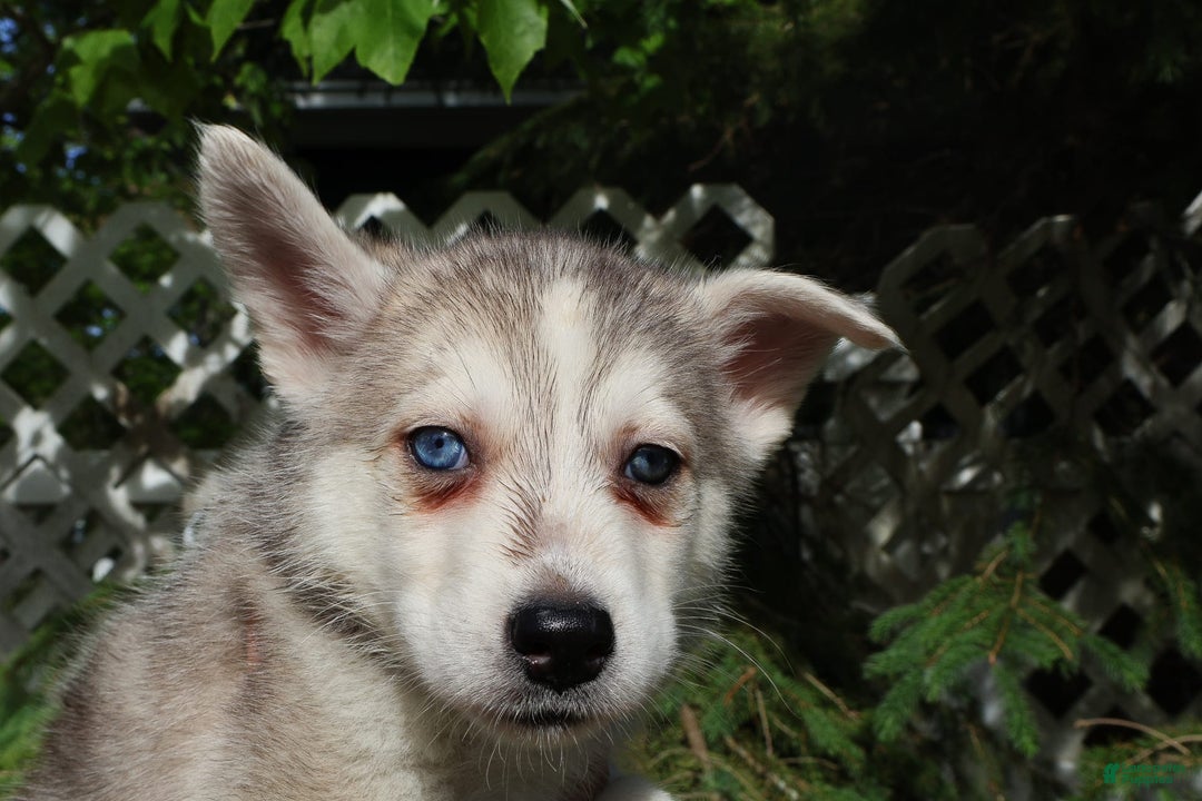 Gerberian Shepsky dogs for sale: Willy - Image 7