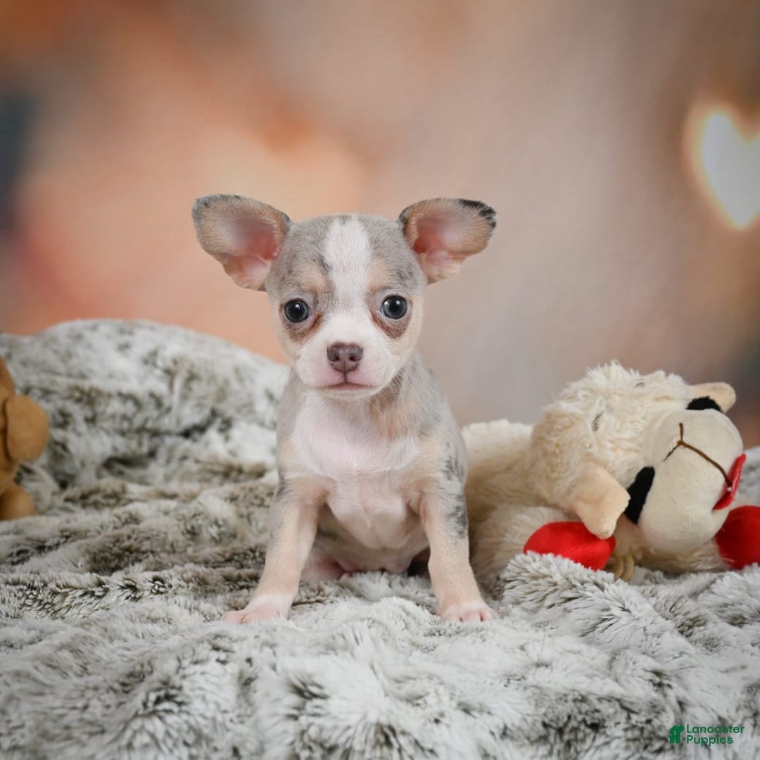 Chihuahua dogs for sale: Una - Image 6
