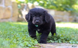 Newfoundland dogs for sale: Leo - Image 8