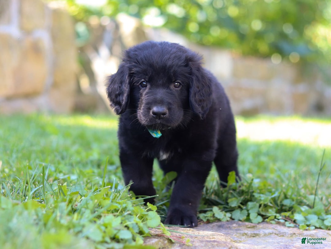 Newfoundland dogs for sale: Leo - Image 8